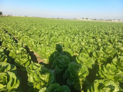 فروش کاهو رسمی