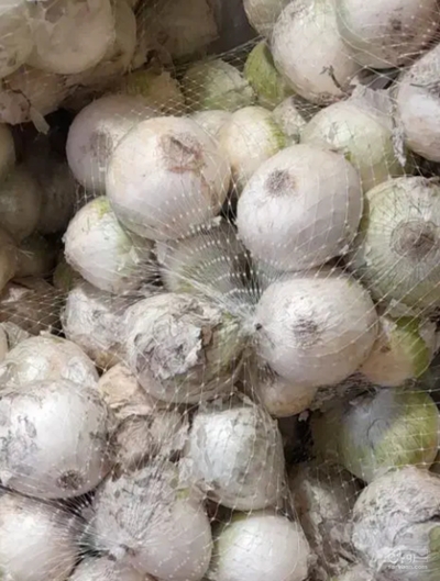 فروش پیاز