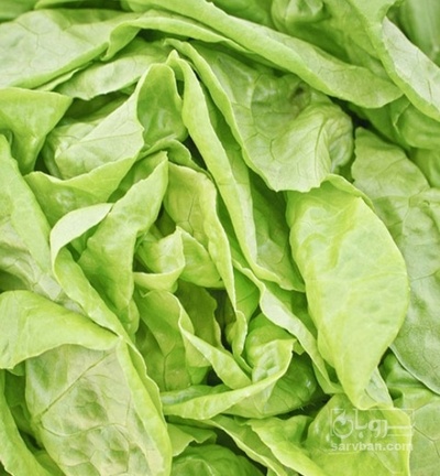 فروش کاهو ایسبرگ