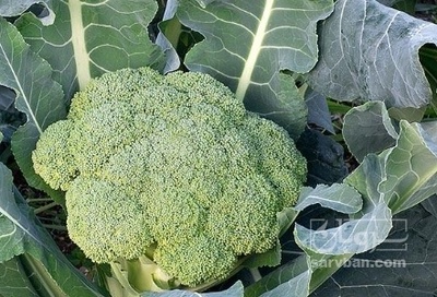 فروش کلم بروکلی