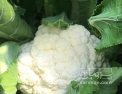 فروش گل کلم