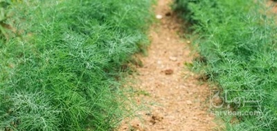 فروش شوید تازه