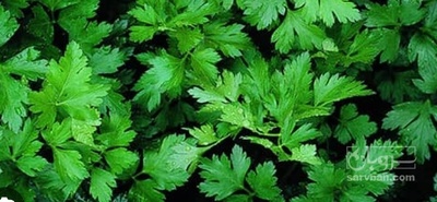 فروش جعفری تازه