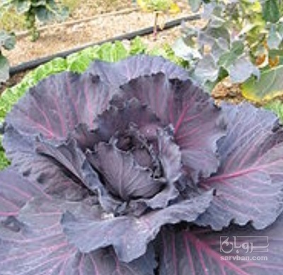 فروش کلم برگی بنفش