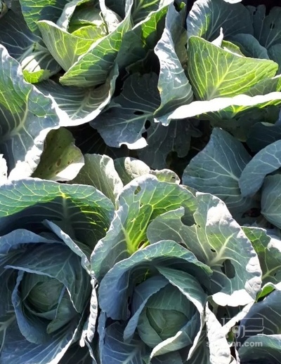 فروش کلم برگی سفید