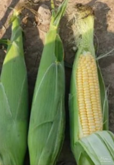 فروش ذرت مکزیکی