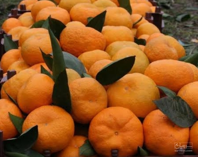 فروش نارنگی