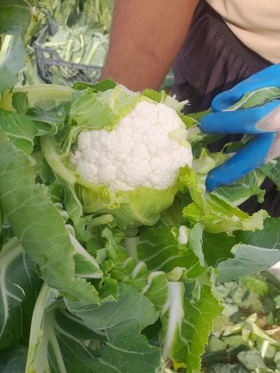 فروش گل کلم