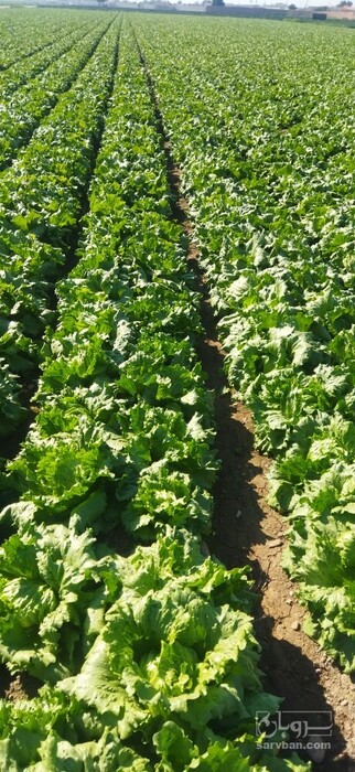 فروش کاهو سالادی