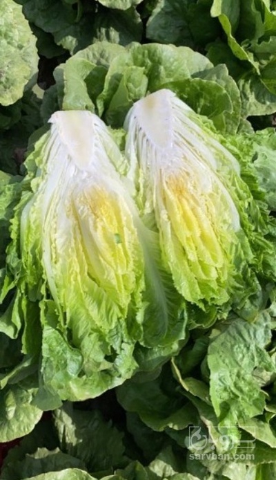 فروش کاهو رسمی