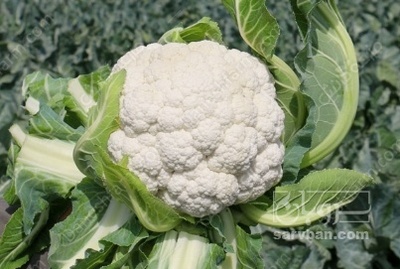 فروش گل کلم