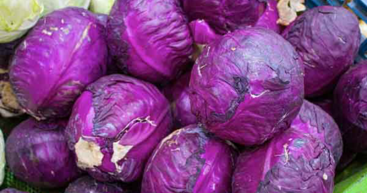 فروش کلم بنفش