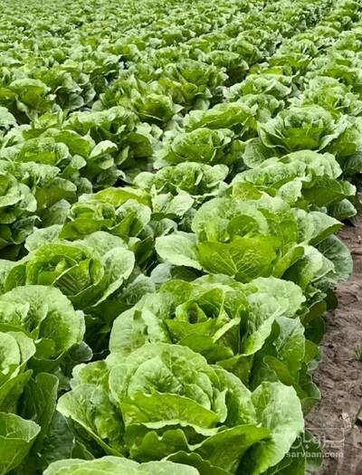 فروش کاهو رسمی