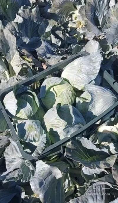 فروش کلم برگی سفید