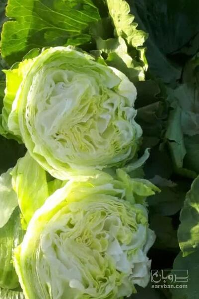 فروش کاهو آیس برگ