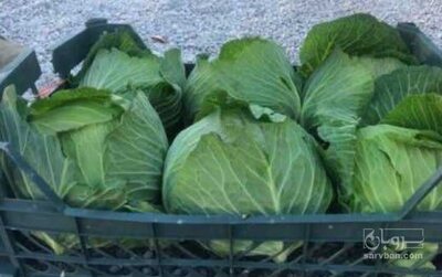 فروش کلم برگی سفید