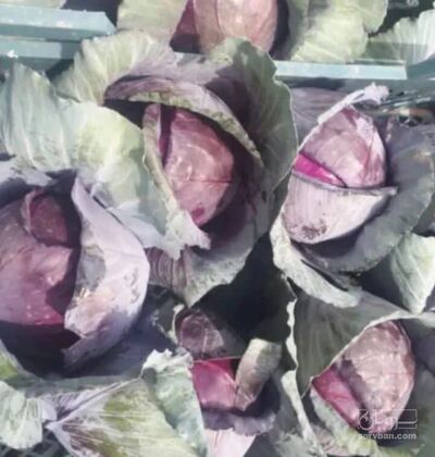 فروش کلم برگی بنفش