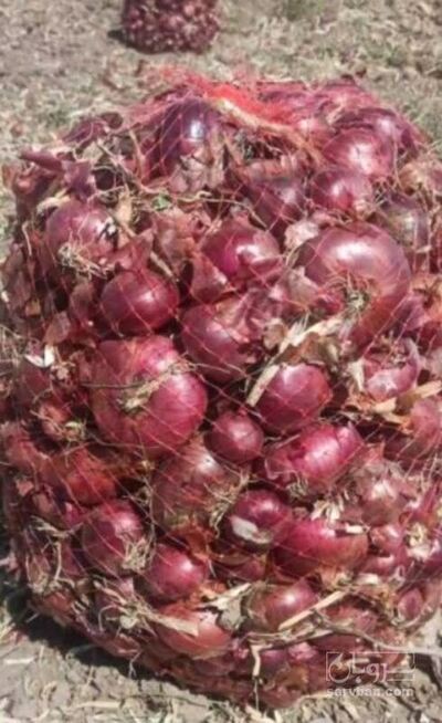 فروش پیاز قرمز