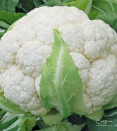 فروش گل کلم