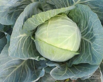 فروش کلم برگی سفید