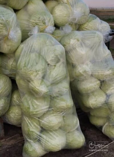 فروش کلم برگی سفید