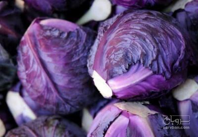 فروش کلم برگی بنفش