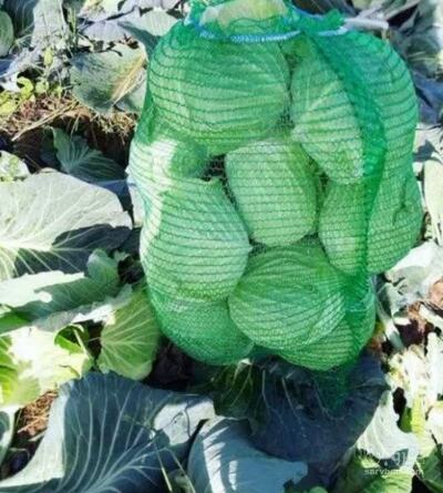 فروش کلم برگی سفید