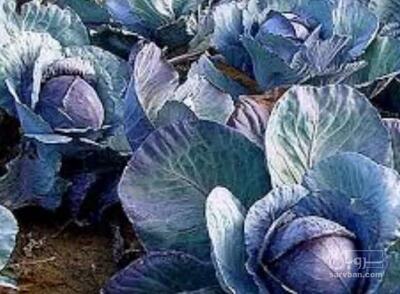 فروش کلم برگی بنفش