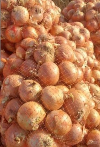 فروش پیازطلایی