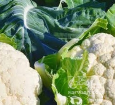 فروش گل کلم