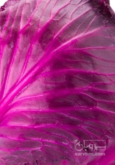 فروش کلم برگی قرمز