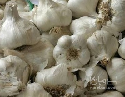 فروش سیر