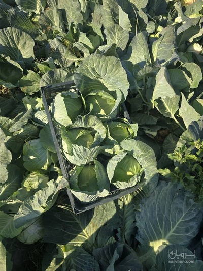 فروش کلم برگ سفید