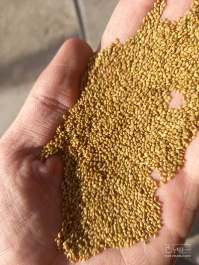 فروش بذر یونجه