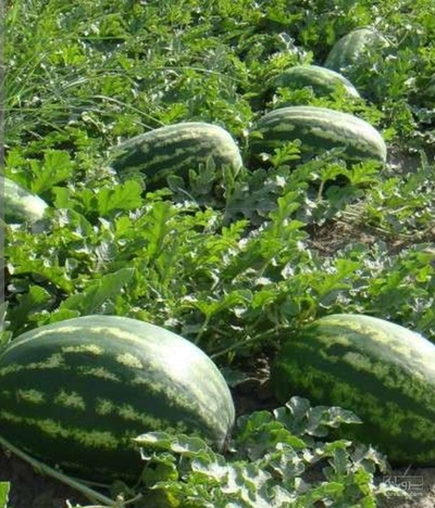 فروش هندوانه