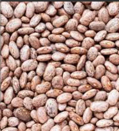 فروش لوبیا چیتی
