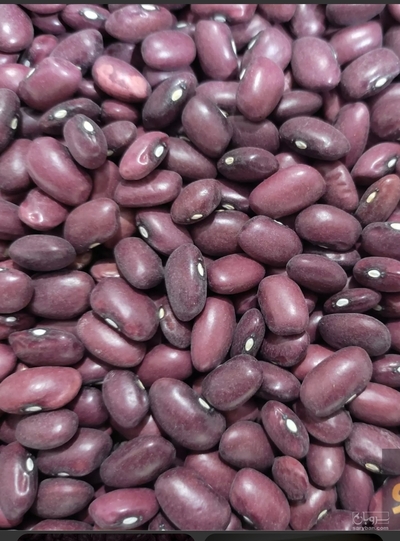 فروش لوبیا قرمز