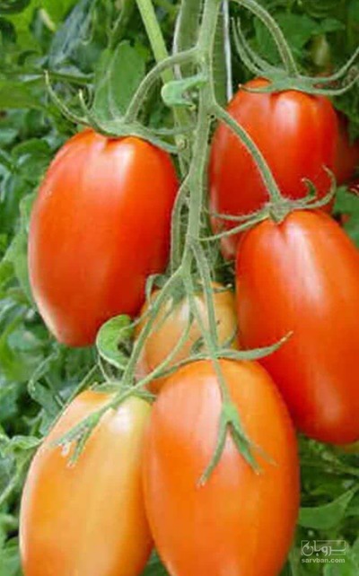 فروش گوجه فرنگی