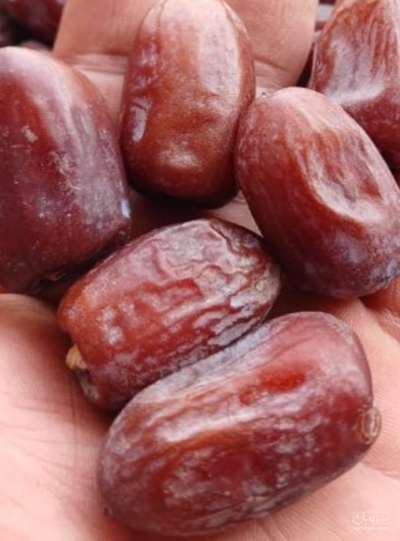 فروش خرما