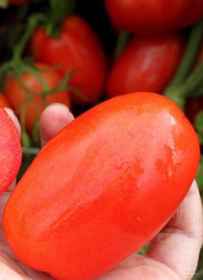 فروش گوجه فرنگی