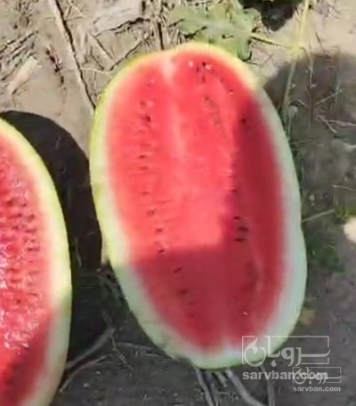 فروش هندوانه بیضی