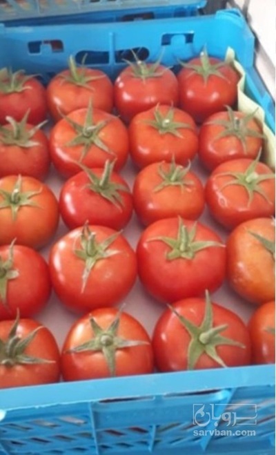 فروش گوجه فرنگی