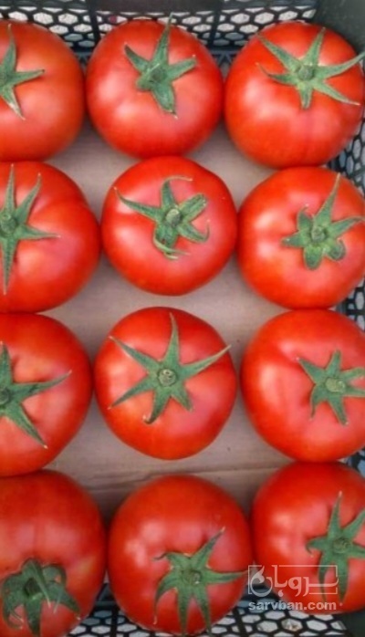 فروش گوجه فرنگی