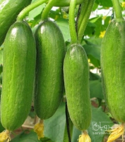 فروش خیار گلخانه ایی