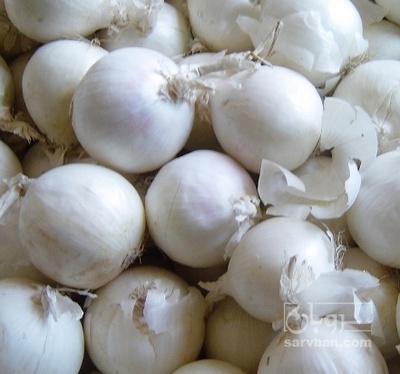 فروش پیاز سفید