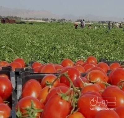 فروش گوجه فرنگی