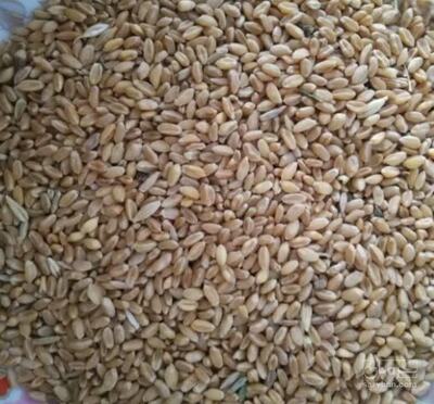 فروش گندم