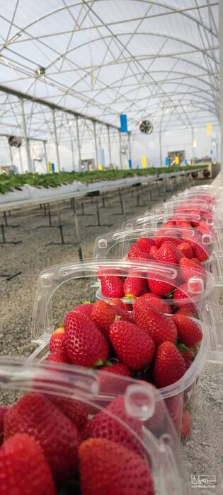 فروش توت فرنگی