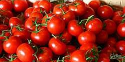 فروش گوجه فرنگی