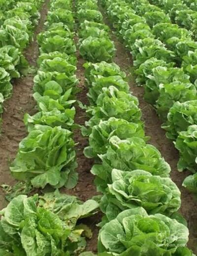 فروش کاهو شیرازی